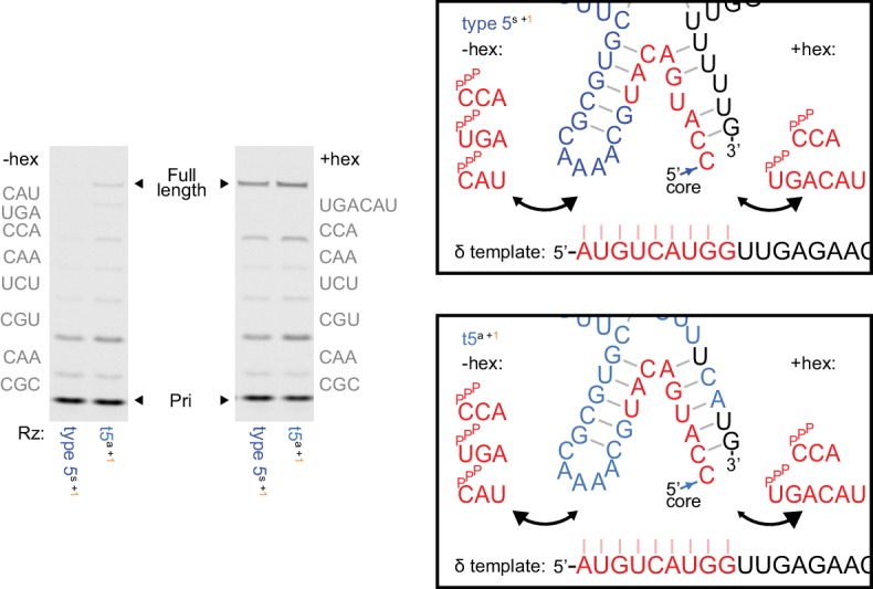 Figure 6—figure supplement 3.