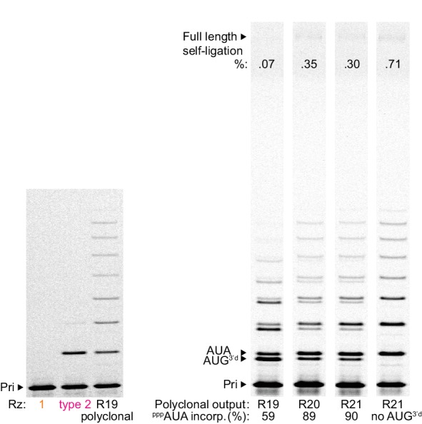 Figure 2—figure supplement 2.