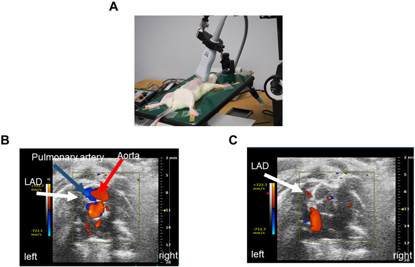 Figure 1: