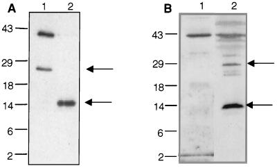 FIG. 5