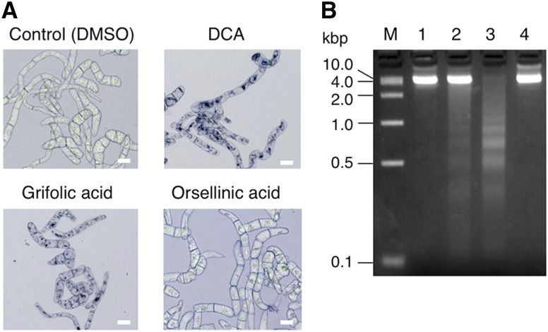 Figure 11.