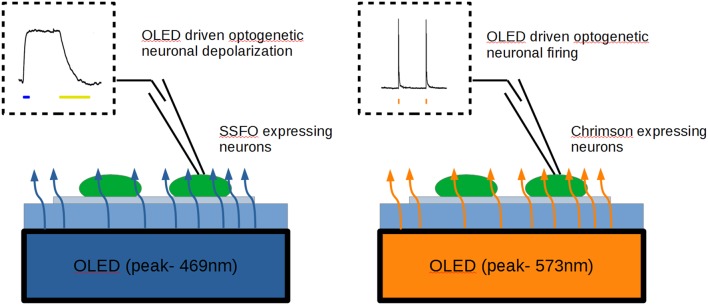 Graphical Abstract