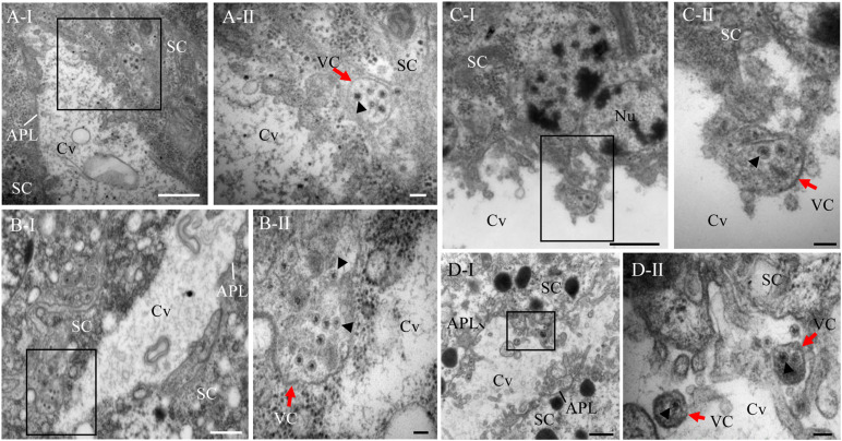 FIGURE 3