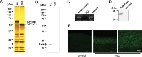 FIGURE 4: