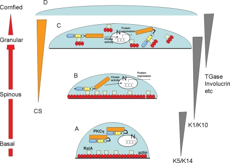 FIGURE 11: