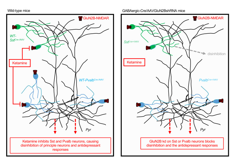 graphic file with name jci-130-130808-g047.jpg