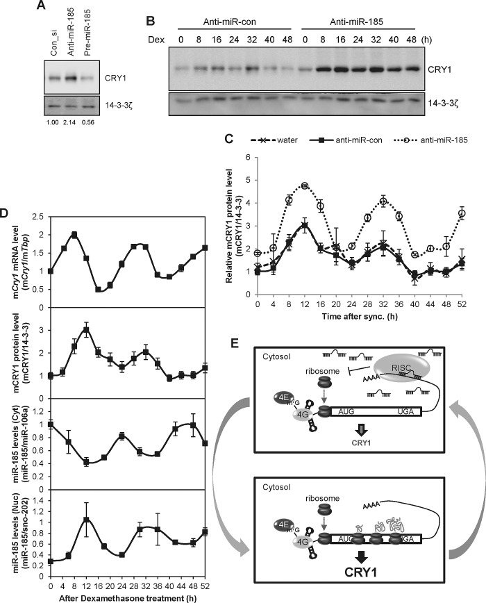 FIGURE 5: