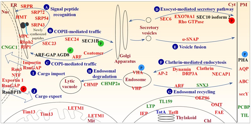 FIGURE 9