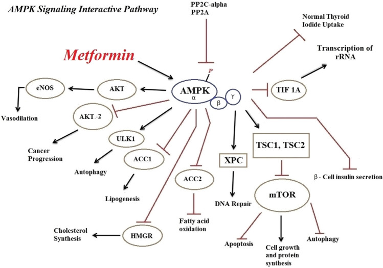 The role of AMPK-dependent pathways in cellular and molecular ...