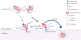 Figure 1. Schematic illustrations of HSPGs involvement as co-receptors in early stage of HPV cell entry. 1. HSPG is suggested as the primary receptor for HPV cell entry. L1 capsid protein binds to HSPG GAG chains. Heparan sulfate is mostly found on two membrane-bound proteoglycans – syndecans and glypicans; 2. Interaction of capsid with CyPB results in conformational changes in L1 and L2. This is followed by furin cleavage of L2 and increased affinity to secondary receptors; 3. Furin cleavage of L2 triggers actin-dependent receptors. (Created with BioRender.com)