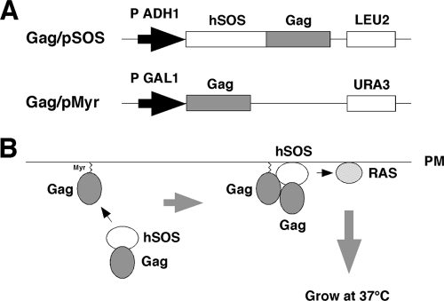 Fig. 1.