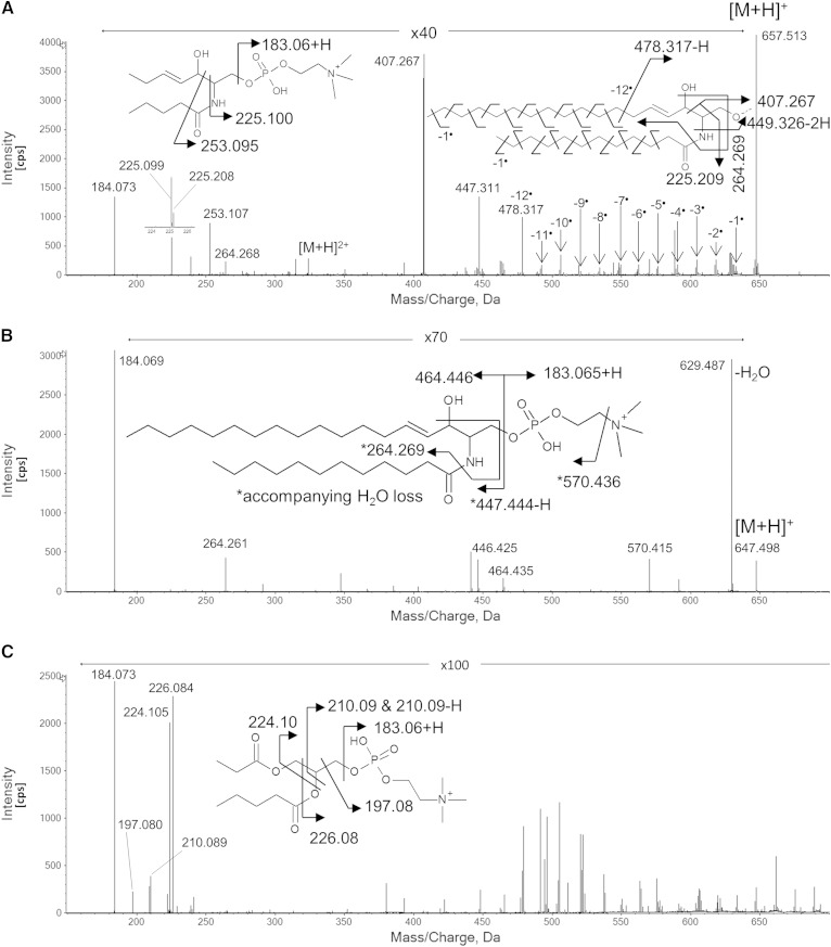 Fig. 2.