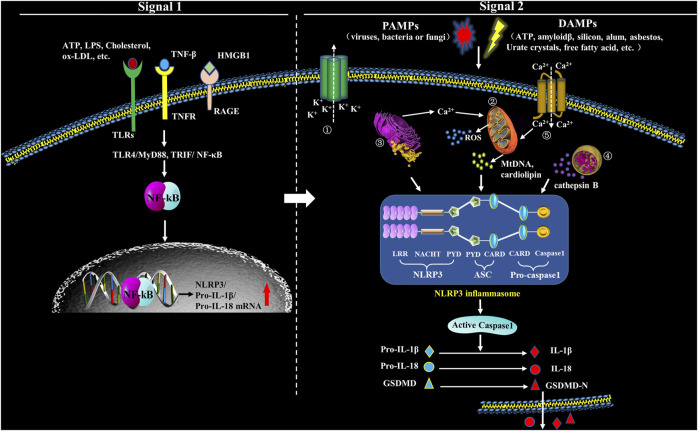 FIGURE 1