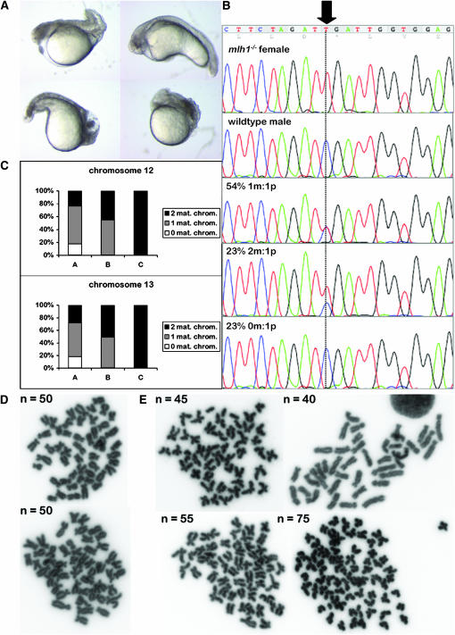 Figure 4.—