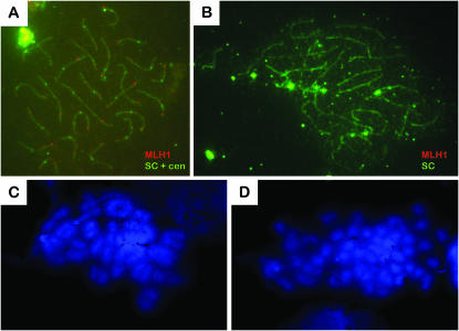 Figure 3.—