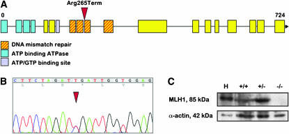 Figure 1.—