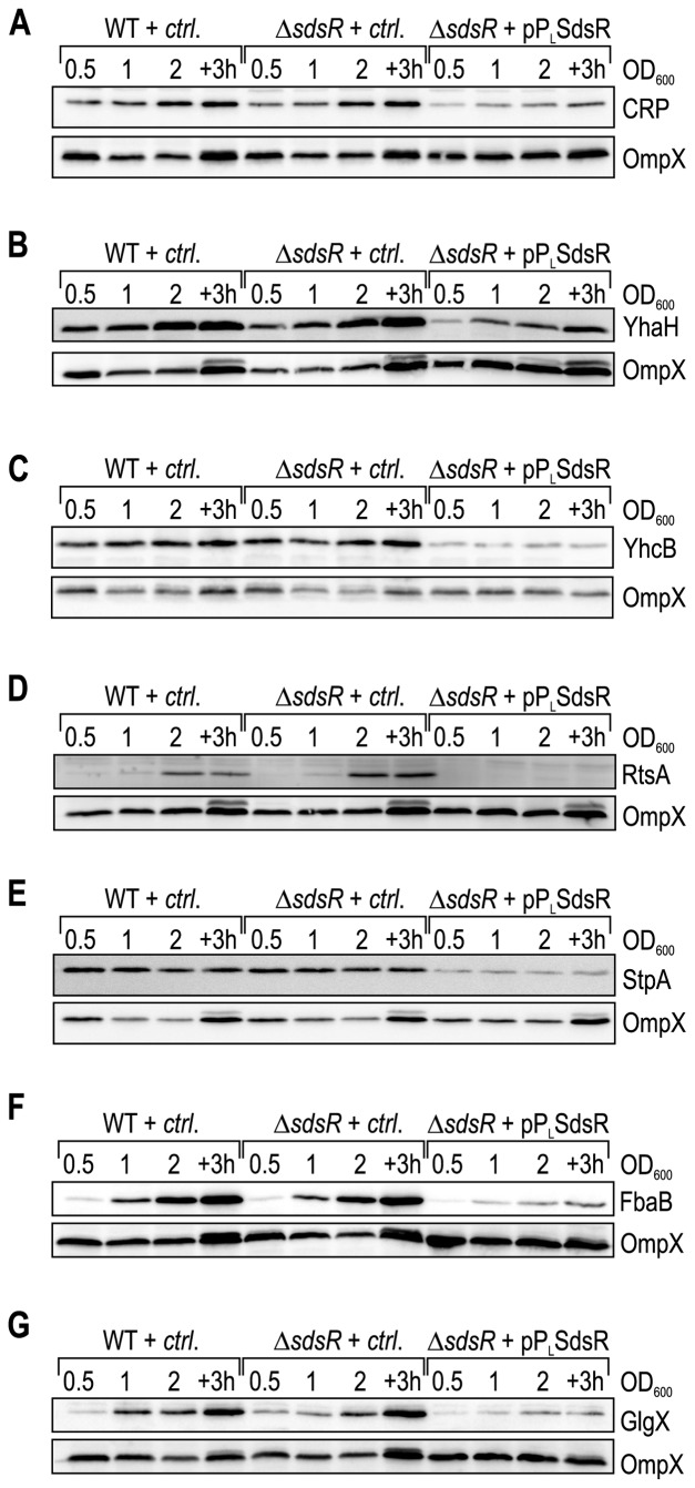 Figure 5.