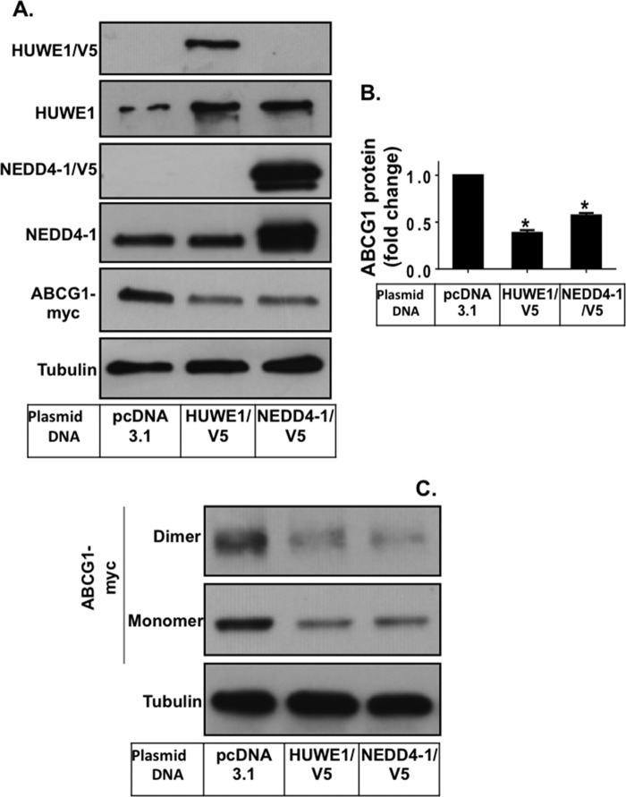 FIGURE 4.