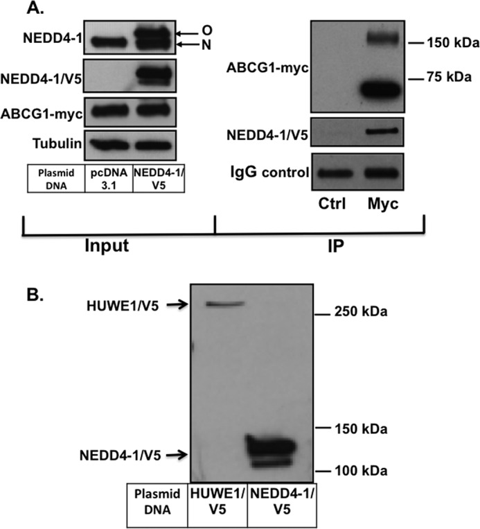 FIGURE 2.