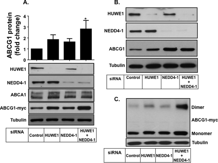 FIGURE 3.