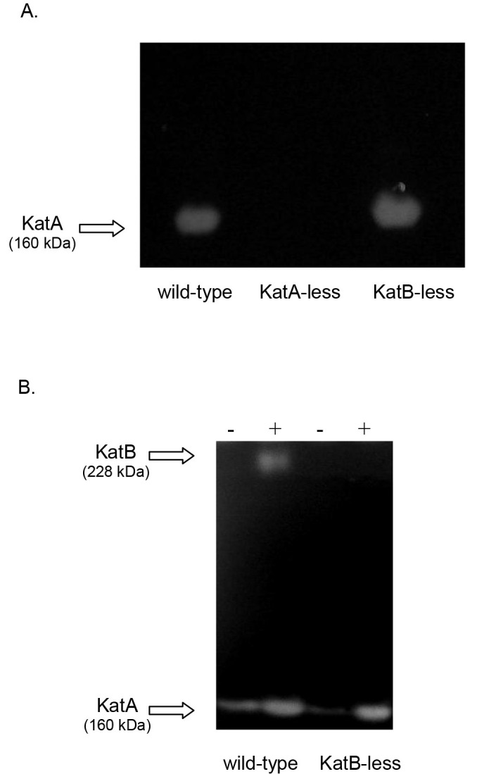 Figure 4.