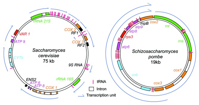 graphic file with name rna-10-1477-g1.jpg