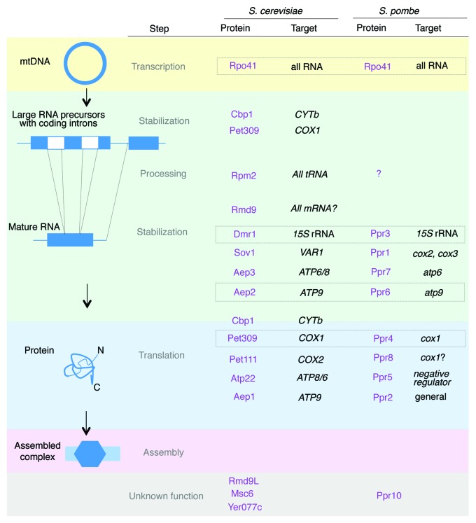 graphic file with name rna-10-1477-g2.jpg