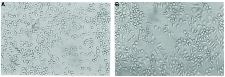 FIGURE 1