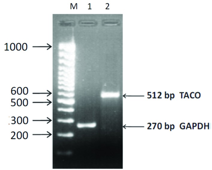 FIGURE 3