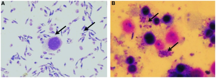 FIGURE 2