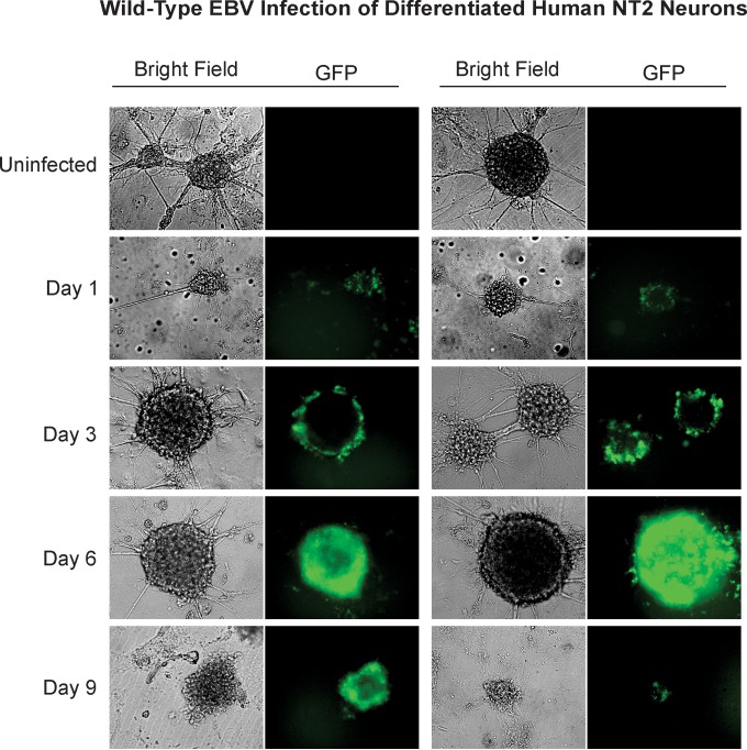 FIG 2 