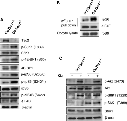 Figure 5.