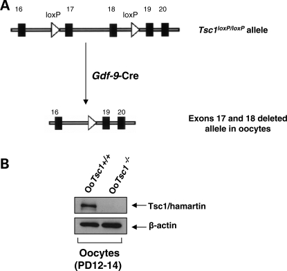 Figure 1.