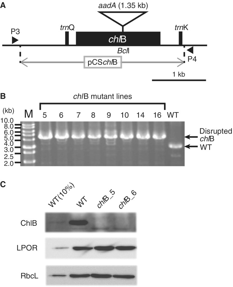 Fig. 2.—