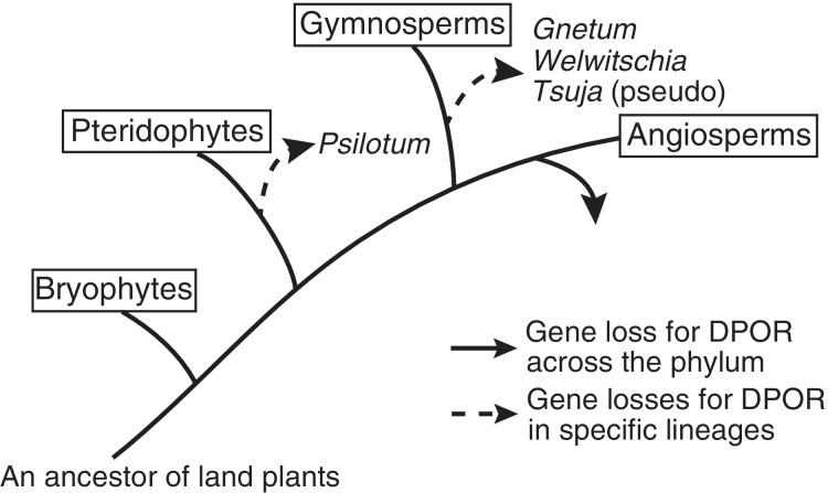 Fig. 1.—