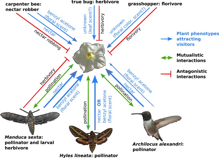 Figure 1.