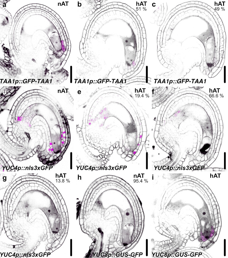 Fig. 8