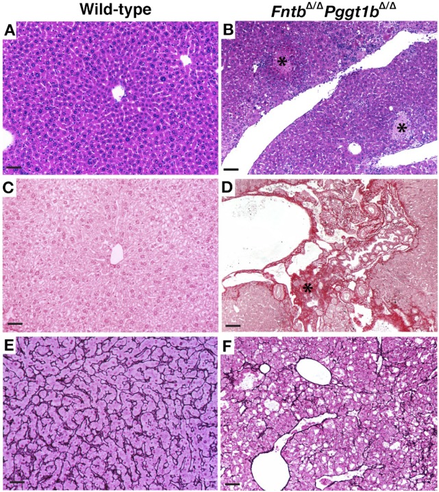 Fig. 9.