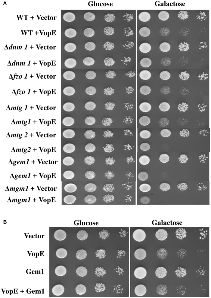 Figure 5