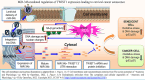 Image, graphical abstract
