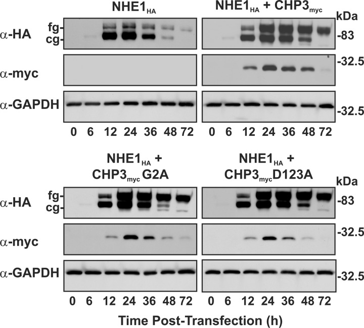 FIGURE 5.