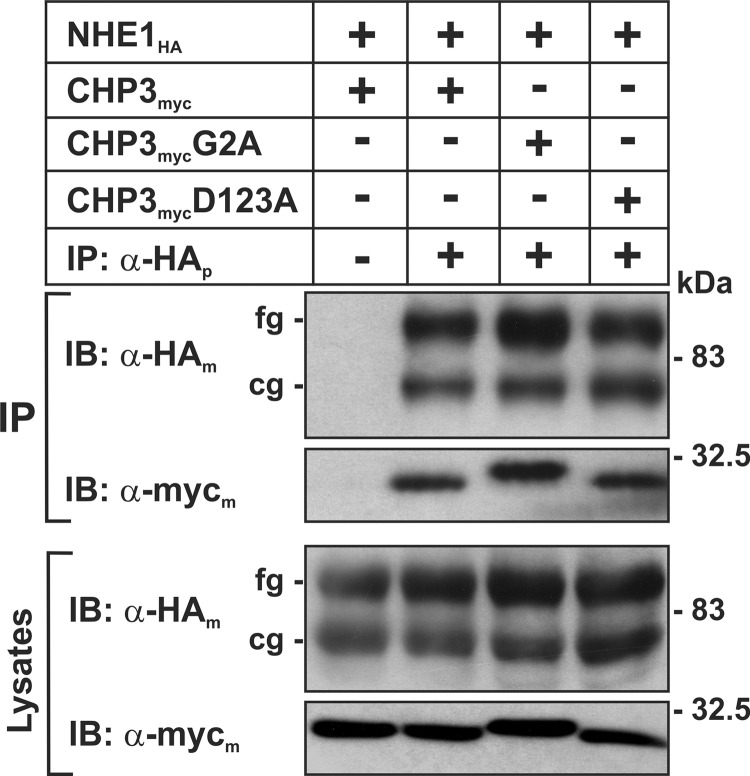 FIGURE 1.