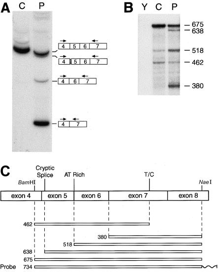 Figure  1