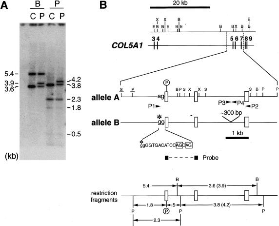 Figure  2