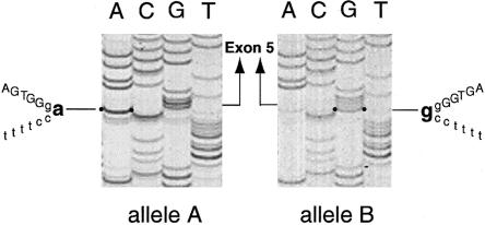 Figure  3