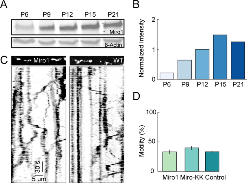 Figure 4—figure supplement 1.