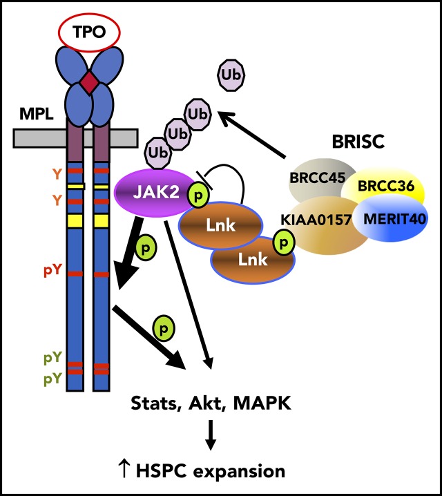 graphic file with name blood877563absf1.jpg