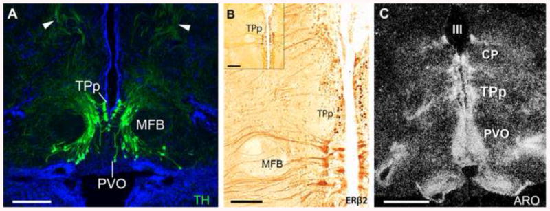 Fig. 11