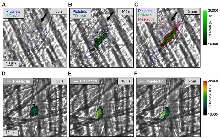 Fig. 8