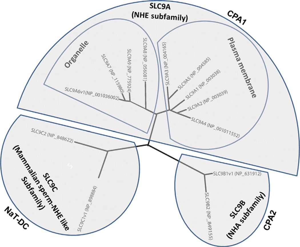 Fig. 1